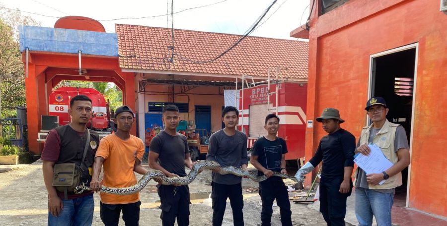 BPBD Binjai Evakuasi Sanca Batik Sepanjang 4 Meter