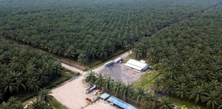 Diduga Penggelapan Dana BPJS, PT Umada Estate Penantian di Laporkan Karyawan