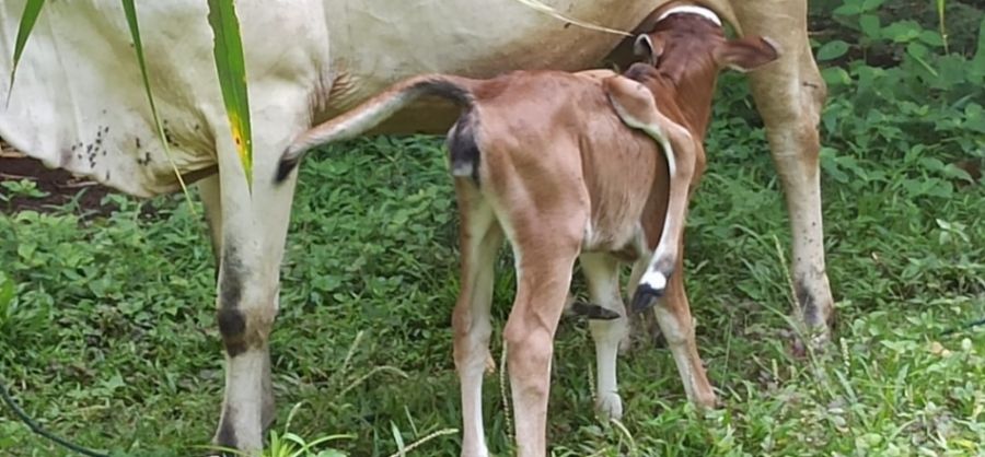 Geger! Lembu Ini Berkaki 6