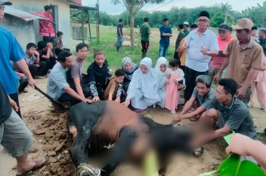 Idul Adha 1446 H, PT Socfindo Aek Paminke Kembali Laksanakan Qurban,Wujud Kepedulian dan Kebersamaan