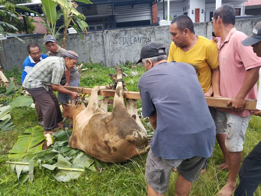 Perwiridan Nurul Iman Sembelih lima Lembu dan Tiga Domba