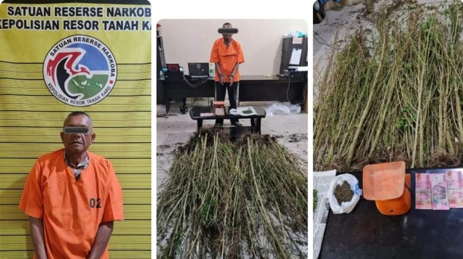 Polres Karo Ungkap Ladang Ganja di Desa Sukanalu Karo