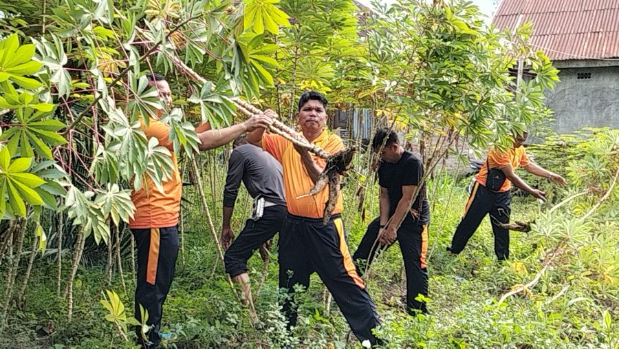 Polsek Kualuh Hulu Gelar Panen Raya Ubi Kayu, Dorong Swasembada Pangan