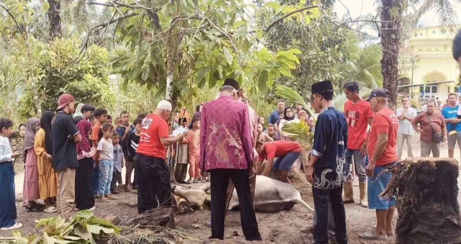 Rayakan Idul Adha 1445 Hijriyah, BKM Mesjid At Taqwim Laksanakan Qurban 7 Ekor Sapi